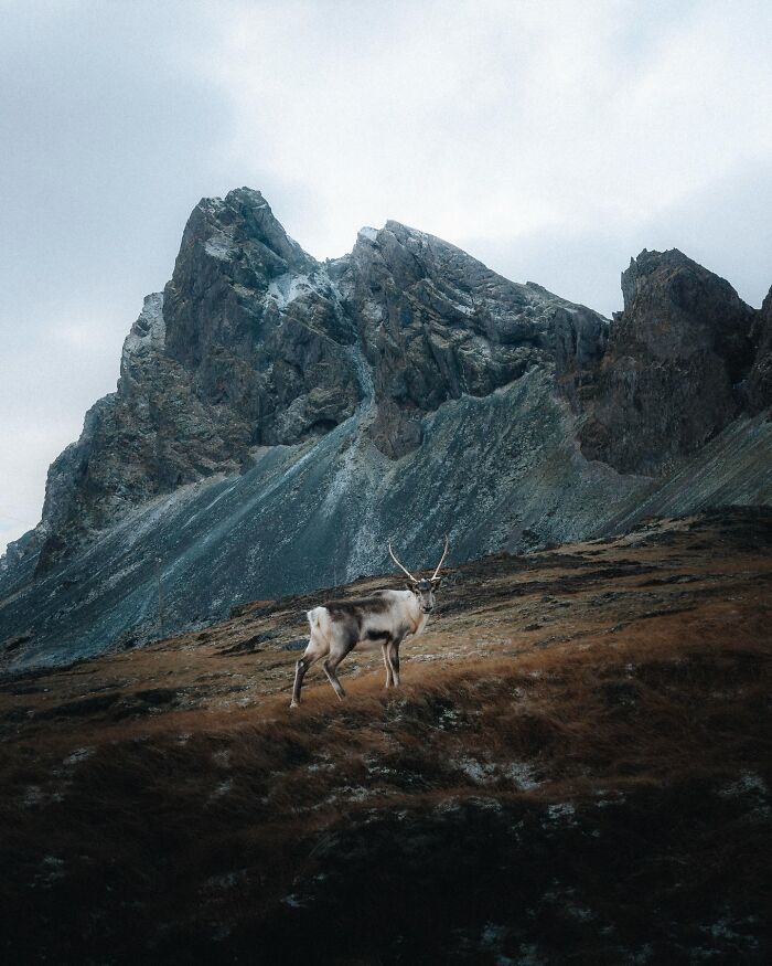 Meet Iceland's Coolest Animals Up Close! (41 Pics)
