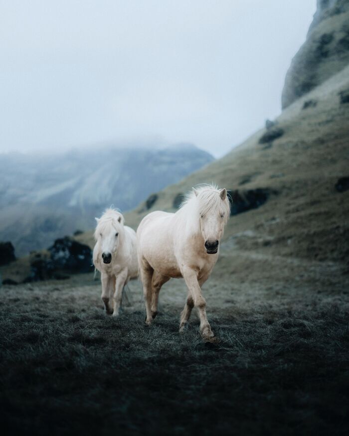 Meet Iceland's Coolest Animals Up Close! (41 Pics)