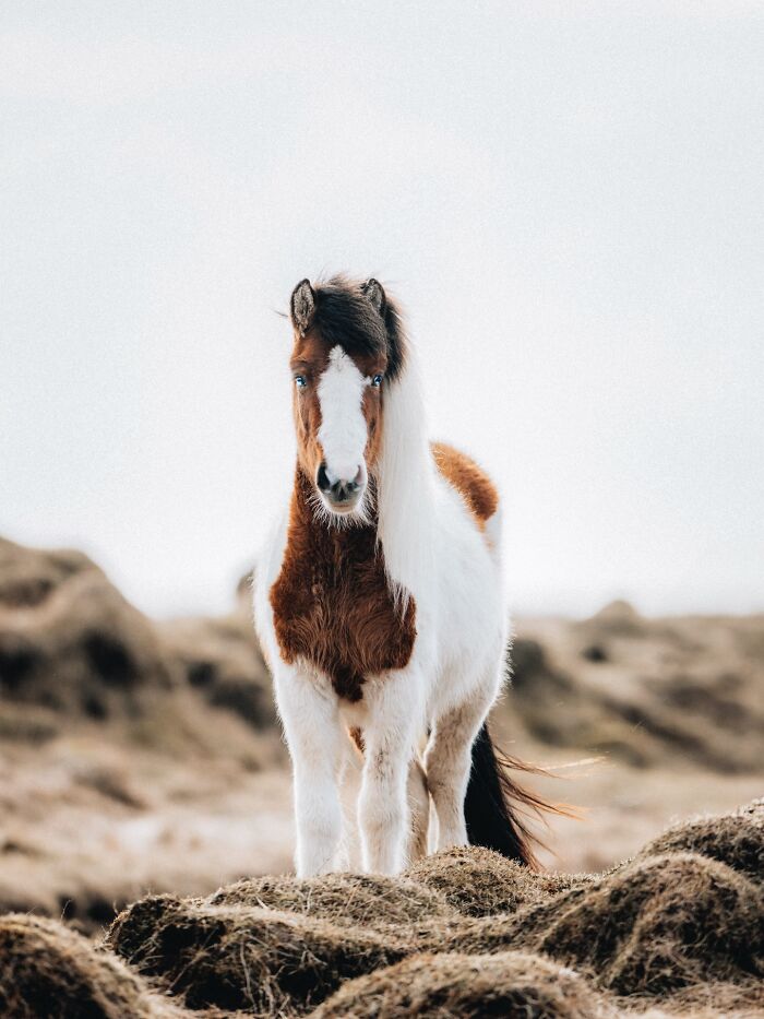 Meet Iceland's Coolest Animals Up Close! (41 Pics)