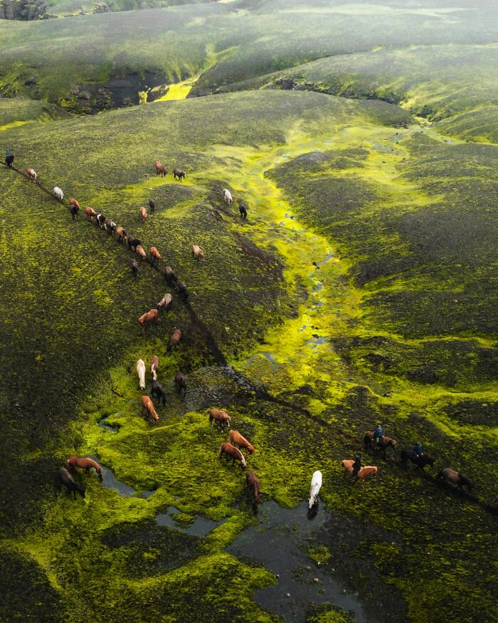 Meet Iceland's Coolest Animals Up Close! (41 Pics)