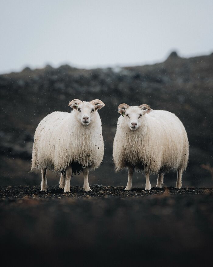 Meet Iceland's Coolest Animals Up Close! (41 Pics)