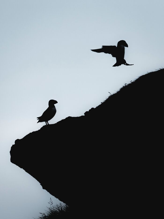 Meet Iceland's Coolest Animals Up Close! (41 Pics)