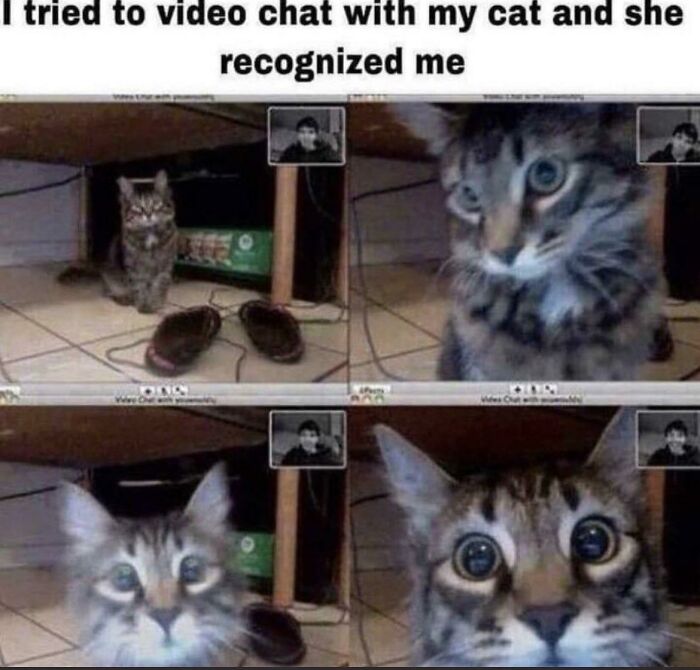 Here Kitty, Kitty!