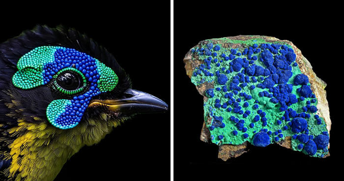 Whoa! Nature’s Sneaky Copycats – 75 Collages That’ll Make You Do a Double Take