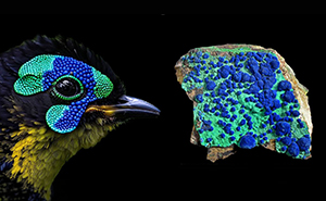Whoa! Nature's Sneaky Copycats – 75 Collages That'll Make You Do a Double Take