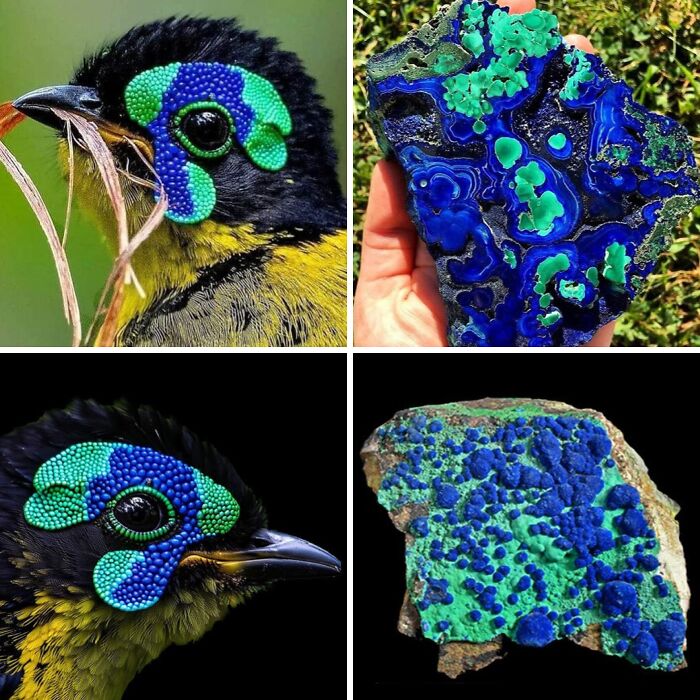 Whoa! Nature's Sneaky Copycats – 75 Collages That'll Make You Do a Double Take