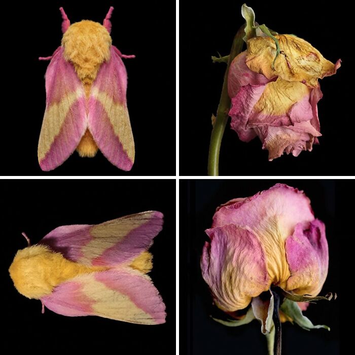 Whoa! Nature's Sneaky Copycats – 75 Collages That'll Make You Do a Double Take