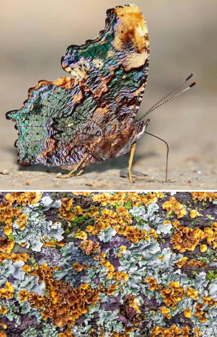 Whoa! Nature's Sneaky Copycats – 75 Collages That'll Make You Do a Double Take
