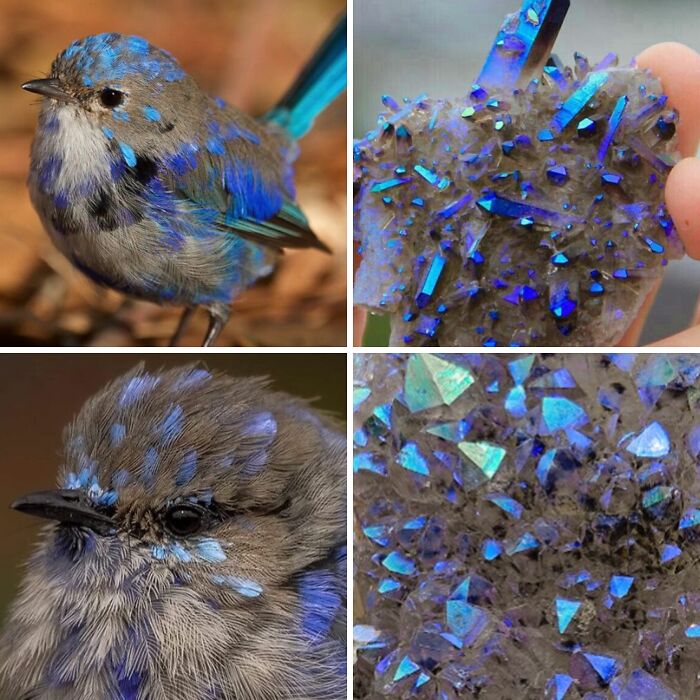 Whoa! Nature's Sneaky Copycats – 75 Collages That'll Make You Do a Double Take