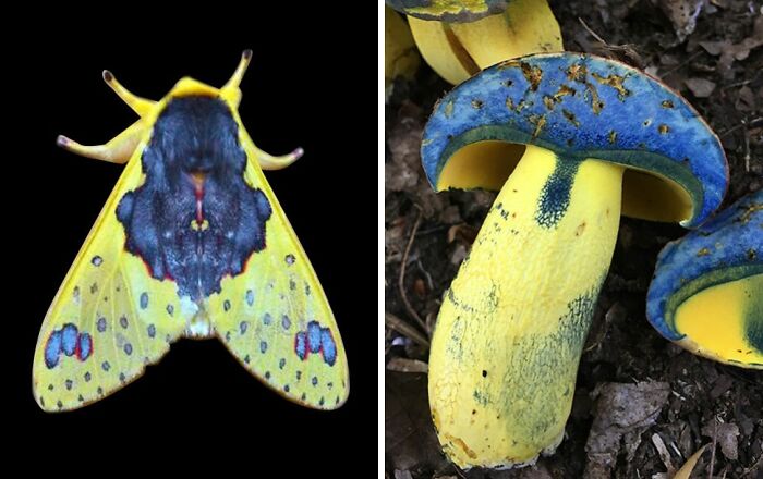 Whoa! Nature's Sneaky Copycats – 75 Collages That'll Make You Do a Double Take
