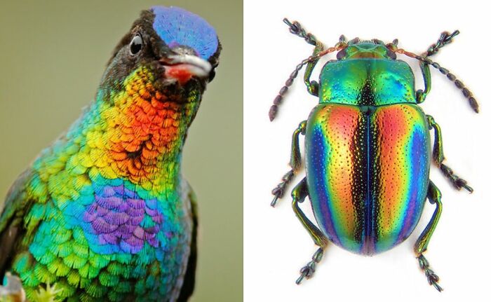 Whoa! Nature's Sneaky Copycats – 75 Collages That'll Make You Do a Double Take