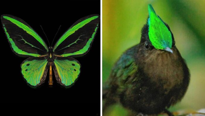 Whoa! Nature's Sneaky Copycats – 75 Collages That'll Make You Do a Double Take