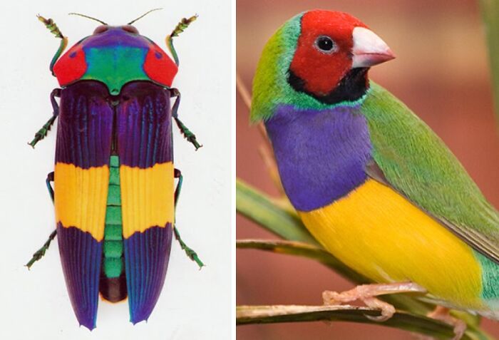 Whoa! Nature's Sneaky Copycats – 75 Collages That'll Make You Do a Double Take