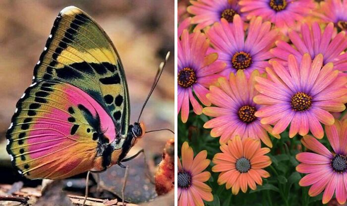 Whoa! Nature's Sneaky Copycats – 75 Collages That'll Make You Do a Double Take