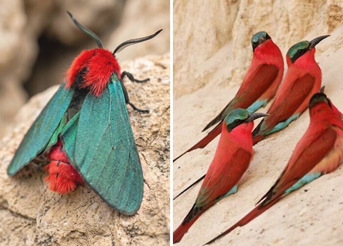 Whoa! Nature's Sneaky Copycats – 75 Collages That'll Make You Do a Double Take