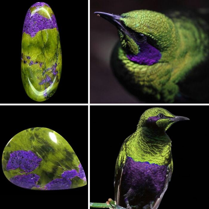 Whoa! Nature's Sneaky Copycats – 75 Collages That'll Make You Do a Double Take