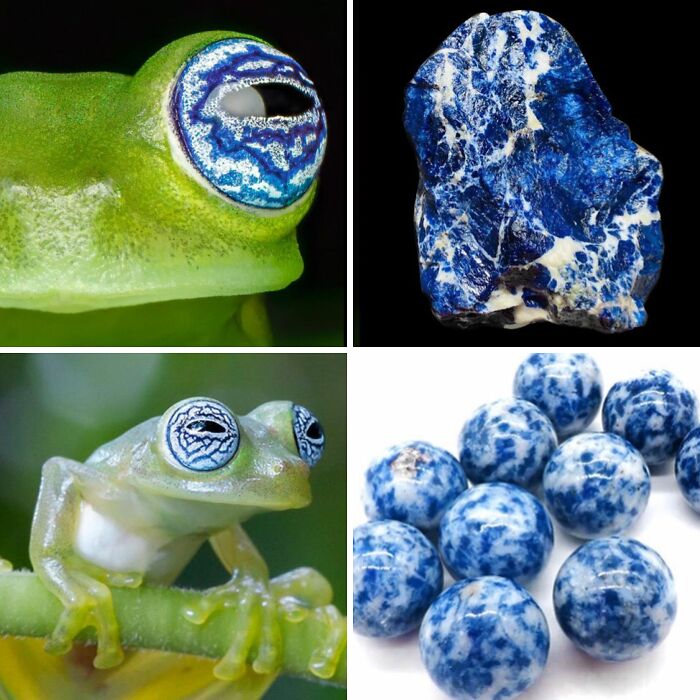 Whoa! Nature's Sneaky Copycats – 75 Collages That'll Make You Do a Double Take