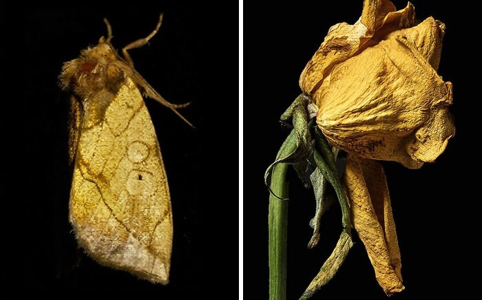 Whoa! Nature's Sneaky Copycats – 75 Collages That'll Make You Do a Double Take