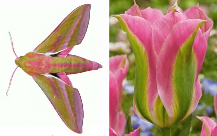 Whoa! Nature's Sneaky Copycats – 75 Collages That'll Make You Do a Double Take
