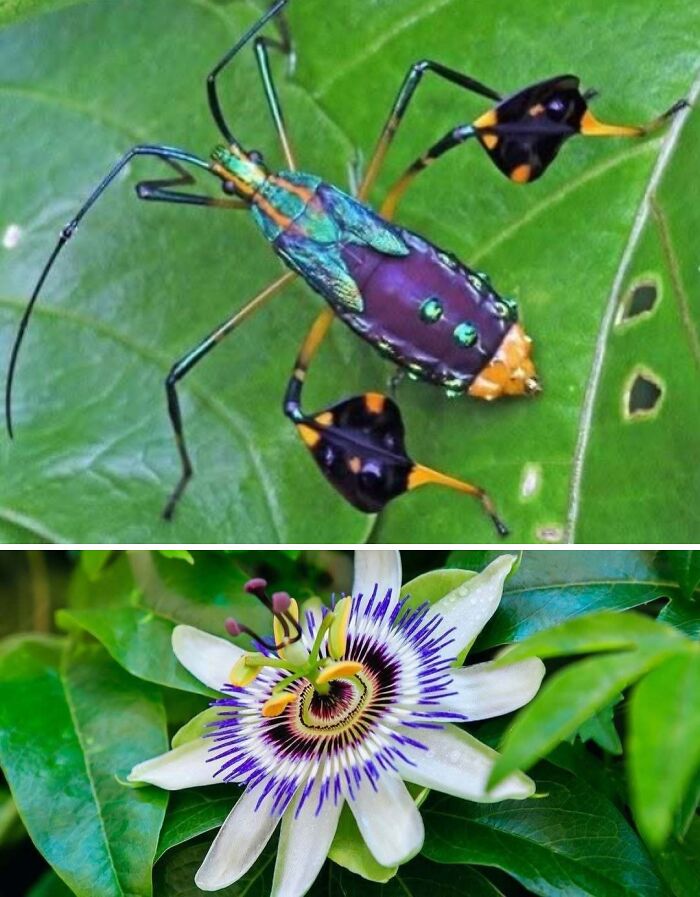 Whoa! Nature's Sneaky Copycats – 75 Collages That'll Make You Do a Double Take