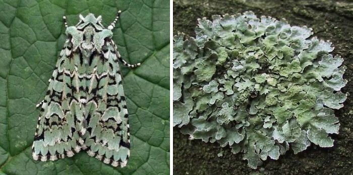 Whoa! Nature's Sneaky Copycats – 75 Collages That'll Make You Do a Double Take
