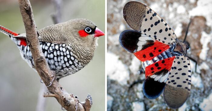Whoa! Nature's Sneaky Copycats – 75 Collages That'll Make You Do a Double Take