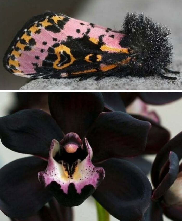 Whoa! Nature's Sneaky Copycats – 75 Collages That'll Make You Do a Double Take