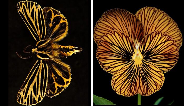 Whoa! Nature's Sneaky Copycats – 75 Collages That'll Make You Do a Double Take