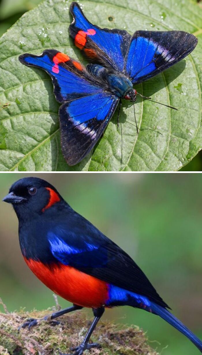 Whoa! Nature's Sneaky Copycats – 75 Collages That'll Make You Do a Double Take
