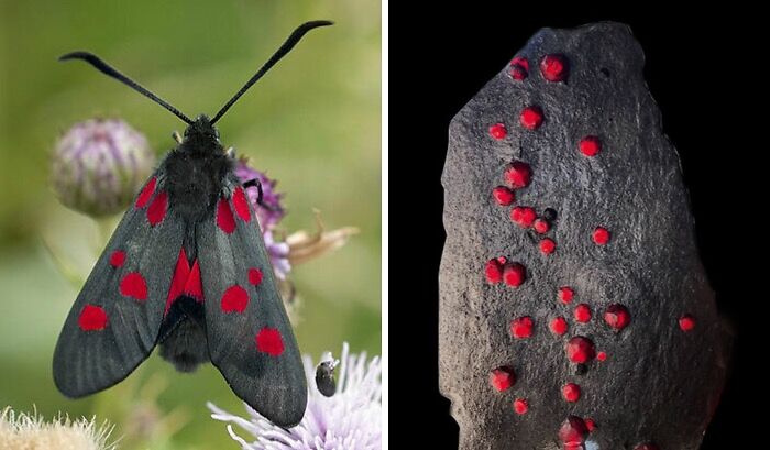 Whoa! Nature's Sneaky Copycats – 75 Collages That'll Make You Do a Double Take