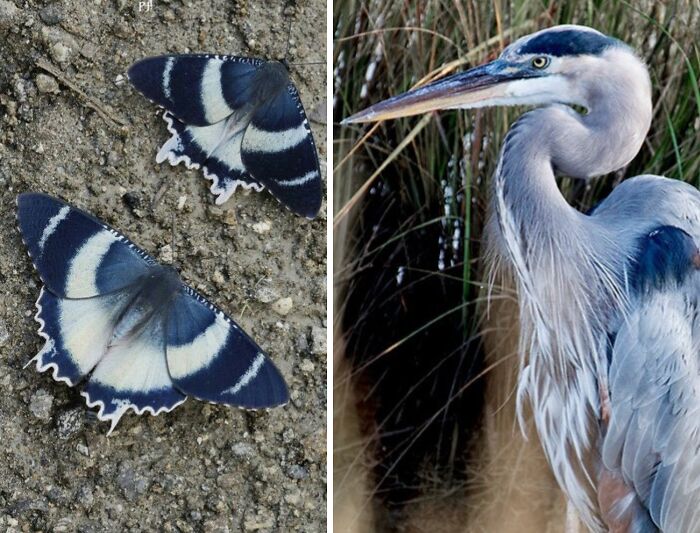 Whoa! Nature's Sneaky Copycats – 75 Collages That'll Make You Do a Double Take