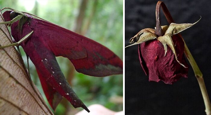 Whoa! Nature's Sneaky Copycats – 75 Collages That'll Make You Do a Double Take