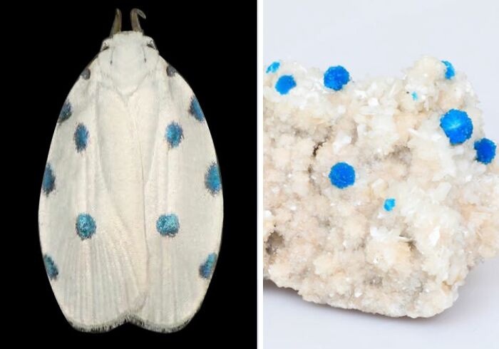 Whoa! Nature's Sneaky Copycats – 75 Collages That'll Make You Do a Double Take