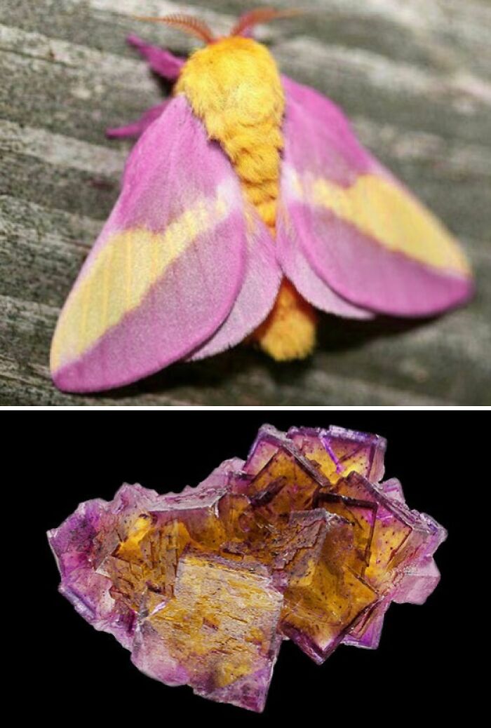 Whoa! Nature's Sneaky Copycats – 75 Collages That'll Make You Do a Double Take