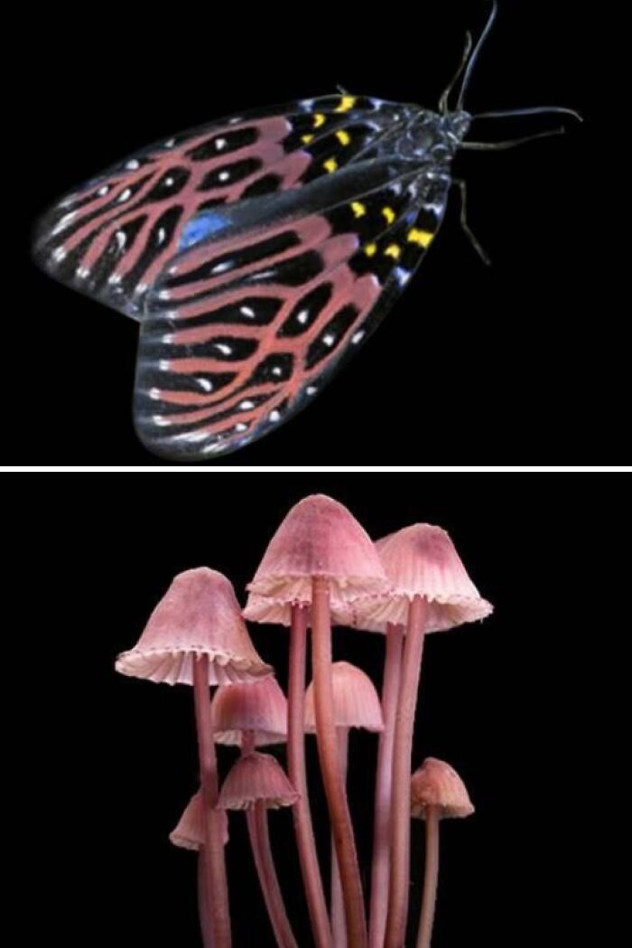 Whoa! Nature's Sneaky Copycats – 75 Collages That'll Make You Do a Double Take