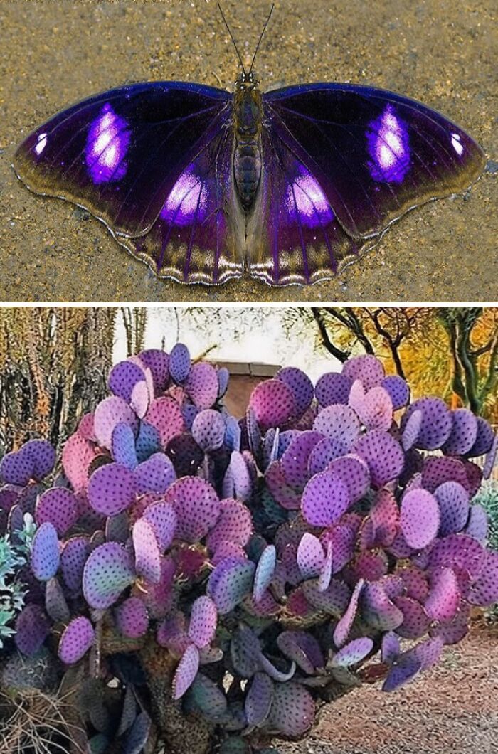 Whoa! Nature's Sneaky Copycats – 75 Collages That'll Make You Do a Double Take