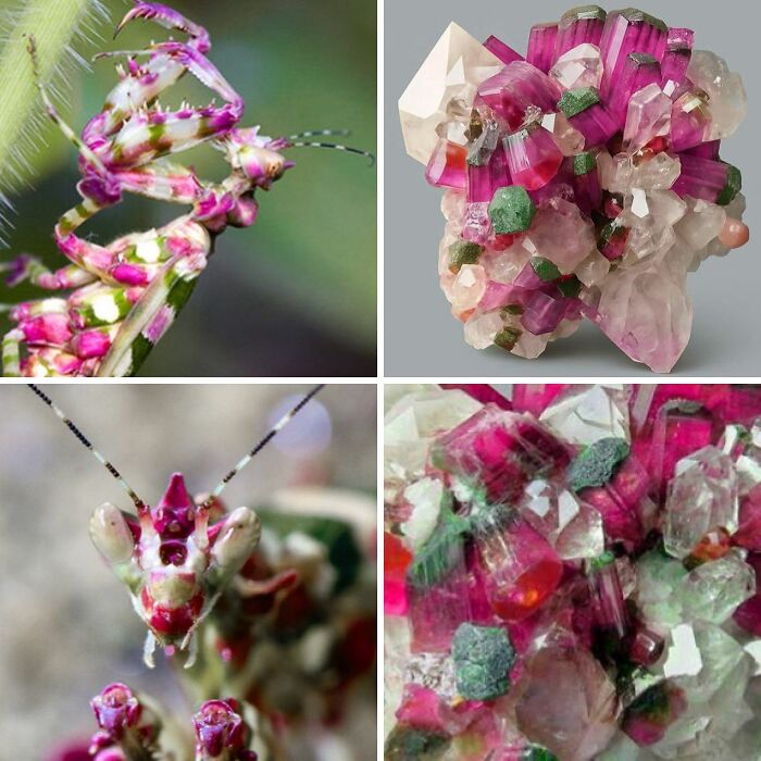 Whoa! Nature's Sneaky Copycats – 75 Collages That'll Make You Do a Double Take