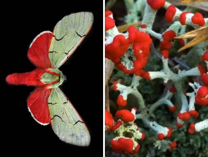 Whoa! Nature's Sneaky Copycats – 75 Collages That'll Make You Do a Double Take