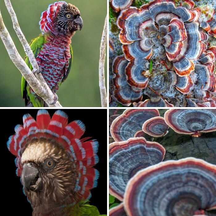 Whoa! Nature's Sneaky Copycats – 75 Collages That'll Make You Do a Double Take