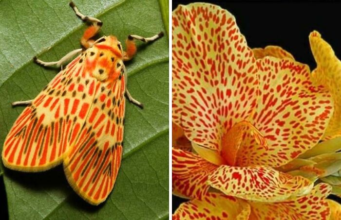 Whoa! Nature's Sneaky Copycats – 75 Collages That'll Make You Do a Double Take