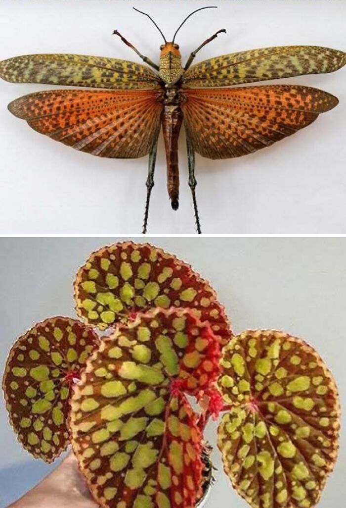 Whoa! Nature's Sneaky Copycats – 75 Collages That'll Make You Do a Double Take