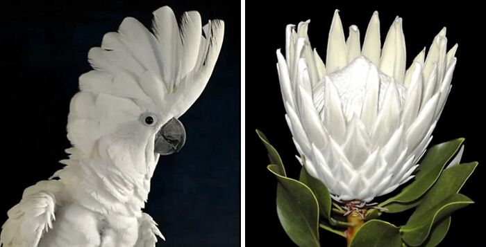 Whoa! Nature's Sneaky Copycats – 75 Collages That'll Make You Do a Double Take