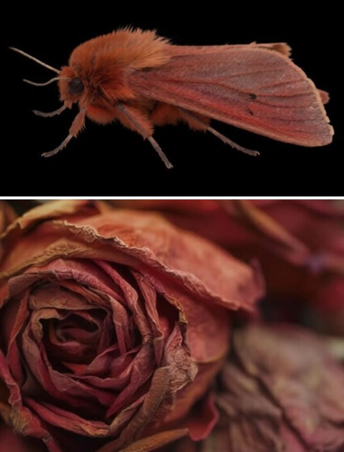 Whoa! Nature's Sneaky Copycats – 75 Collages That'll Make You Do a Double Take