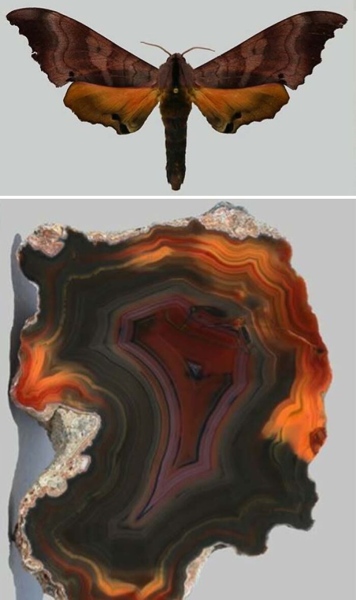 Whoa! Nature's Sneaky Copycats – 75 Collages That'll Make You Do a Double Take