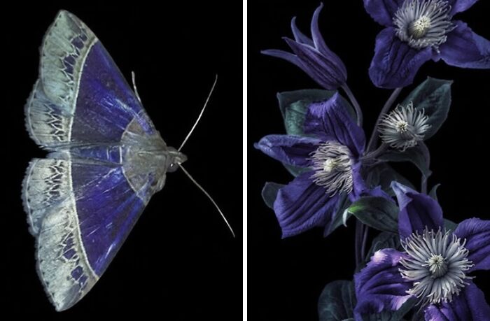 Whoa! Nature's Sneaky Copycats – 75 Collages That'll Make You Do a Double Take