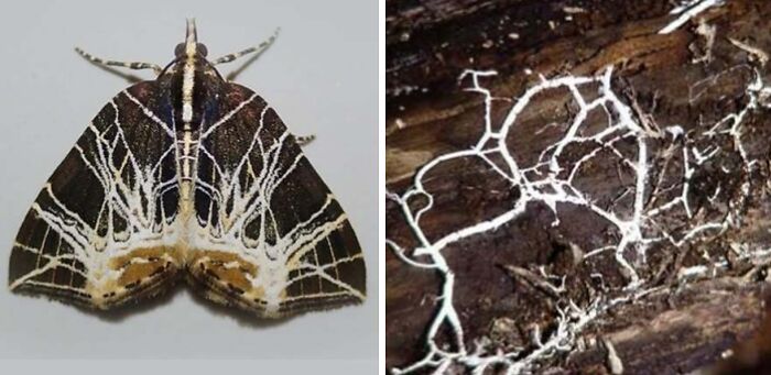 Whoa! Nature's Sneaky Copycats – 75 Collages That'll Make You Do a Double Take