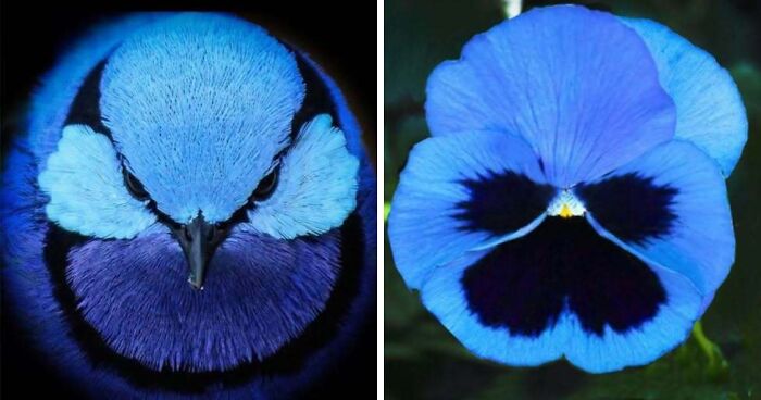 Whoa! Nature's Sneaky Copycats – 75 Collages That'll Make You Do a Double Take