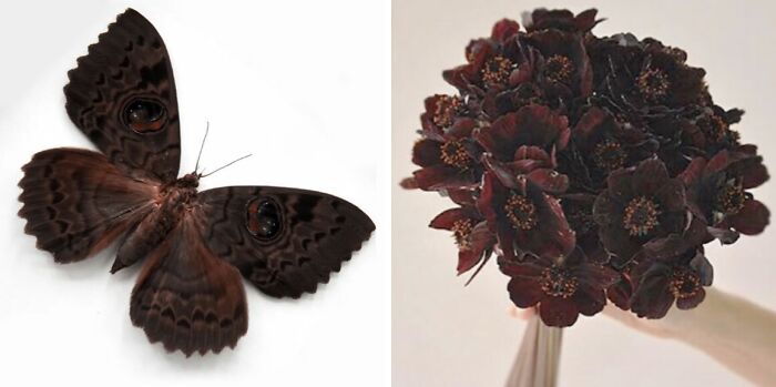 Whoa! Nature's Sneaky Copycats – 75 Collages That'll Make You Do a Double Take