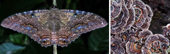 Whoa! Nature's Sneaky Copycats – 75 Collages That'll Make You Do a Double Take