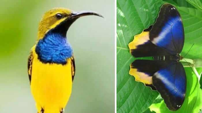 Whoa! Nature's Sneaky Copycats – 75 Collages That'll Make You Do a Double Take